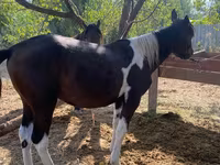Pastuv, French Trotter — fotografija 2