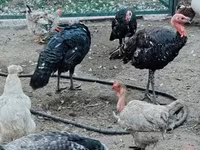 Turkeys — foto 3