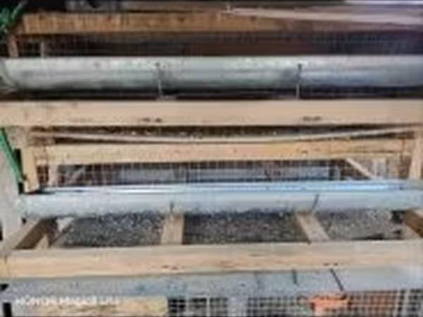 Quails