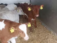 Bik, Simmental cattle — fotografija 5