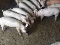 Boar, Pigs — photo 8
