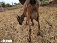 Cabro, Alpine goat — foto 2