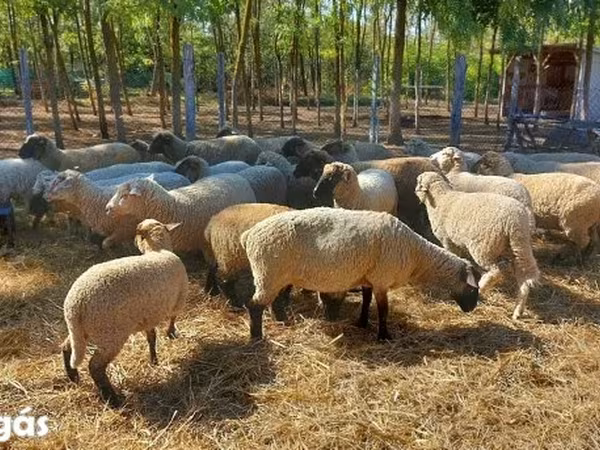 Sheep, Sheep