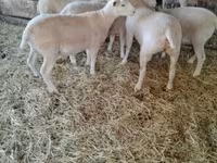 Sheep, Ile-de-France sheep — photo 2