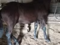 Cheval, Nonius horse — photo 3