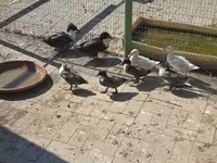 Ducks — foto 2