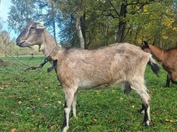 Koza, Alpine goat