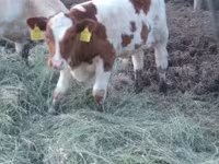 Byk, Simmental cattle — zdjęcie 3
