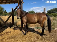 Caballo, Lipizzaner — foto 6