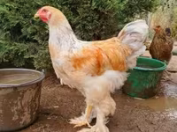 Brahma — foto 3