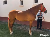 فرس, Friesian — الصورة 2
