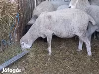 Ovan, White Suffolk sheep — fotografija 3
