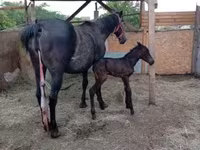 Yegua, Caballos — foto 3