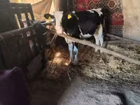 Bulle, Russian Black pied cattle — Foto 1