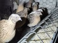 Quails — Foto 4