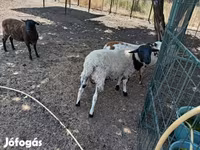 Ovan, Dorper sheep — fotografija 4