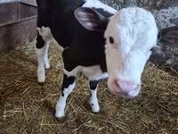 Vaca, Russian Black pied cattle — foto 1