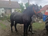母马, Horses — 照片 1
