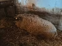 Porca — foto 2