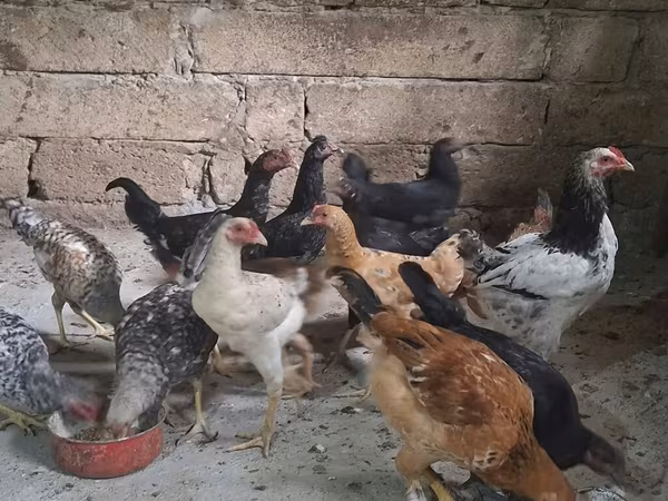 Chickens