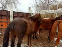 At, Kazakh horse — foto 4