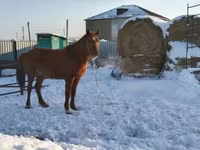 Кобила, Kazakh horse — фото 1