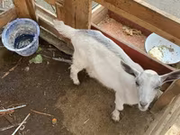 Koza, Fergana goat — fotografija 2