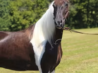 Pastuv, Tennessee Walking Horse — fotografija 7