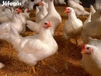 Chickens — الصورة 1