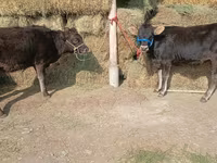 Cow, Alatau breed — photo 1