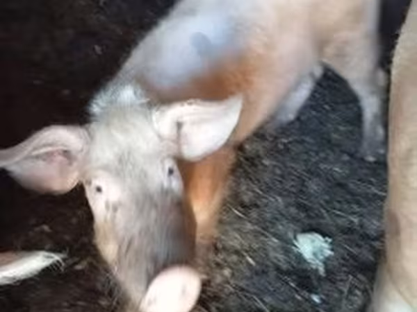 मादा सूअर, Крупная белая