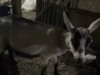 Koza, Saanen goat — zdjęcie 6