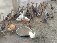Ducks — zdjęcie 4