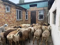 Bélier, Rhon sheep — photo 5