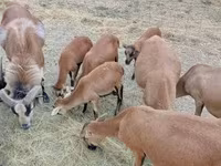 Widder, Cameroon sheep — Foto 4