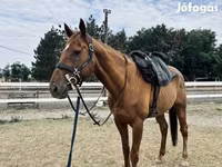 Pastuv, Thoroughbred horse — fotografija 5