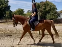 Aygʻir, Hungarian horse breed — 1-rasm