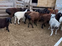 雄羊, Hissar sheep — 写真 4