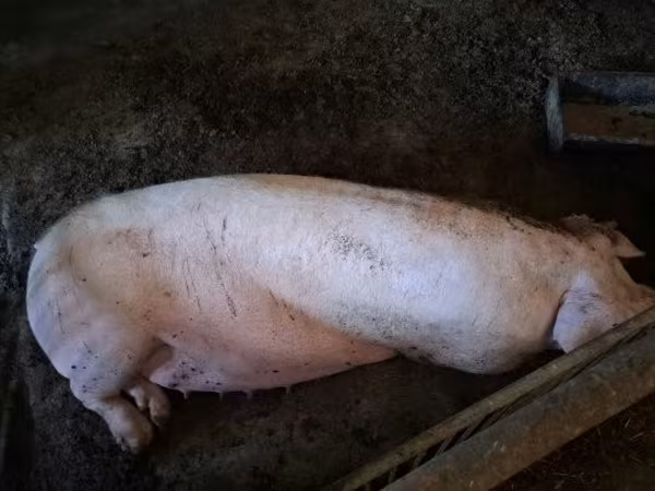 Porca,  — Hungria