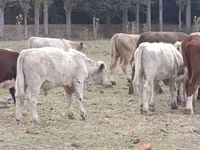 सांड, आउलियेकोल नस्ल — फ़ोटो 8