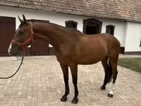 घोड़ा, Hungarian horse breed — फ़ोटो 4