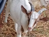 تيس, الماعز — الصورة 5