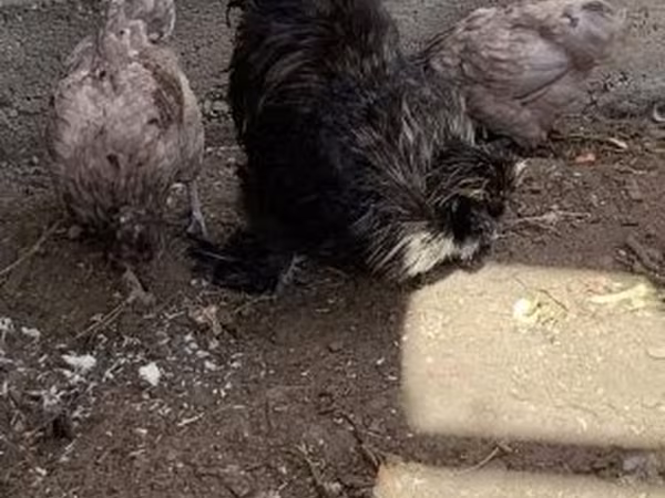 塞布赖特