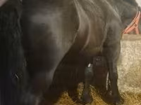 公马, Horses — 照片 2