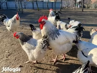 Saseks — fotografija 7