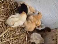 Chickens — fotografija 4