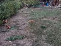 Chickens — fotografija 5