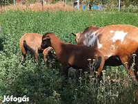 Carnero, Cameroon sheep — foto 5