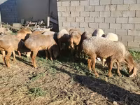 Schafe (Partie, Geschlecht nicht angegeben), Hissar sheep — Foto 2