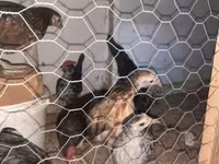 Chickens — fotografija 2